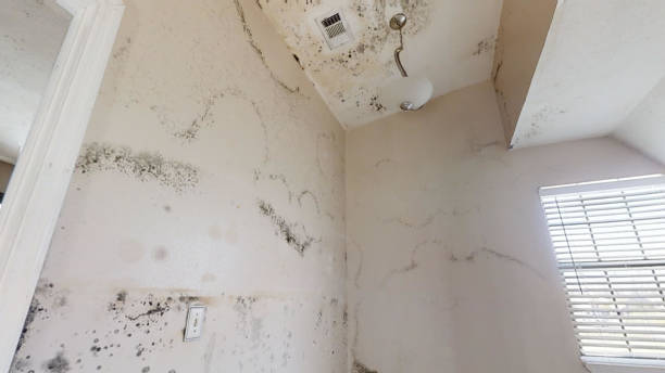 Best Mold-Related Health Consultation  in Muscatine, IA
