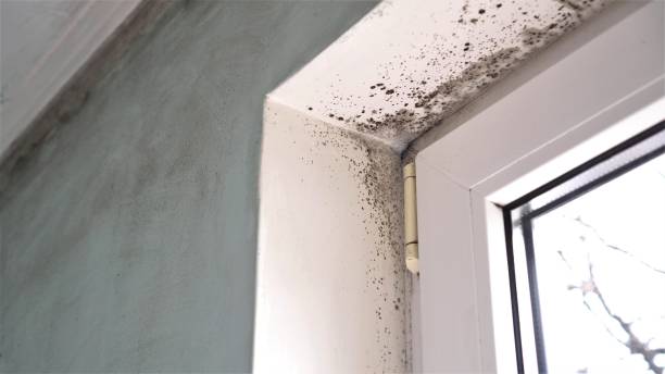 Best Dehumidification Services  in Muscatine, IA