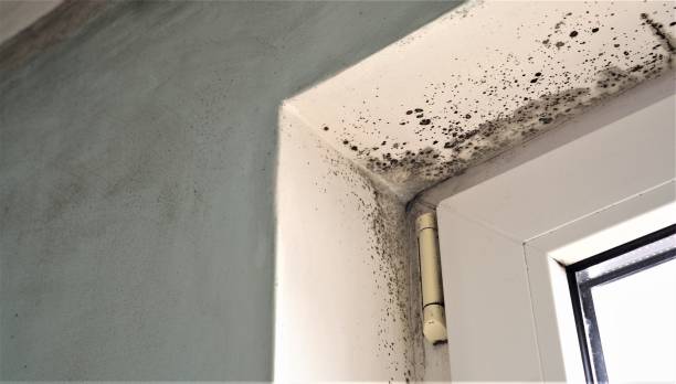 Best Mold Documentation for Insurance Claims  in Muscatine, IA