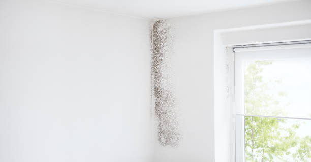 Best HVAC Mold Inspection and Cleaning  in Muscatine, IA