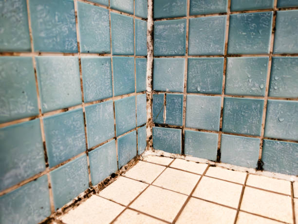 Best Forensic Mold Investigation  in Muscatine, IA
