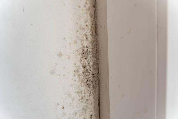 Best Attic Mold Removal  in Muscatine, IA