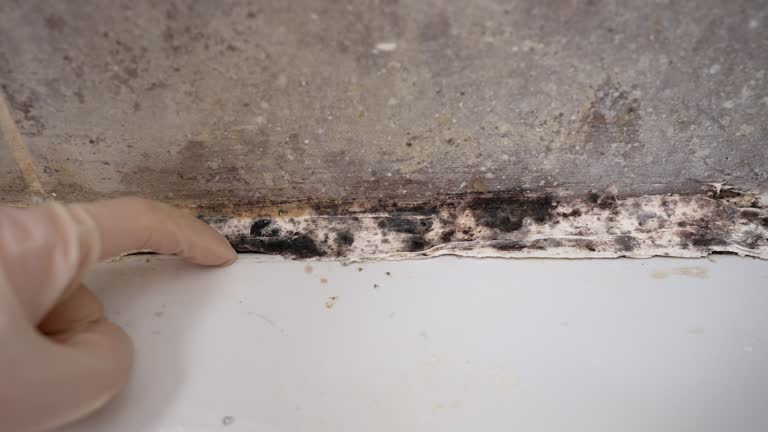 Best Mold Removal for HVAC Installations  in Muscatine, IA